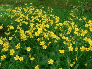 跡見群芳譜(野草譜 キンポウゲ)